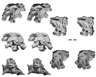 Lectotype braincase (stereopairs-reduced)
