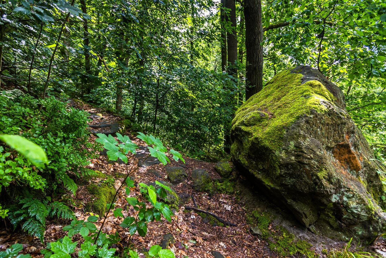 Fels mit Moos bewachsen auf dem Caspar-David-Friedrich Weg bei Krippen, Sächsische Schweiz. Der Fels findet sich in dem berühmten Gemälde Friedrichs „Zwei Männer in Betrachtung des Mondes“, 1819 / © Foto: Georg Berg