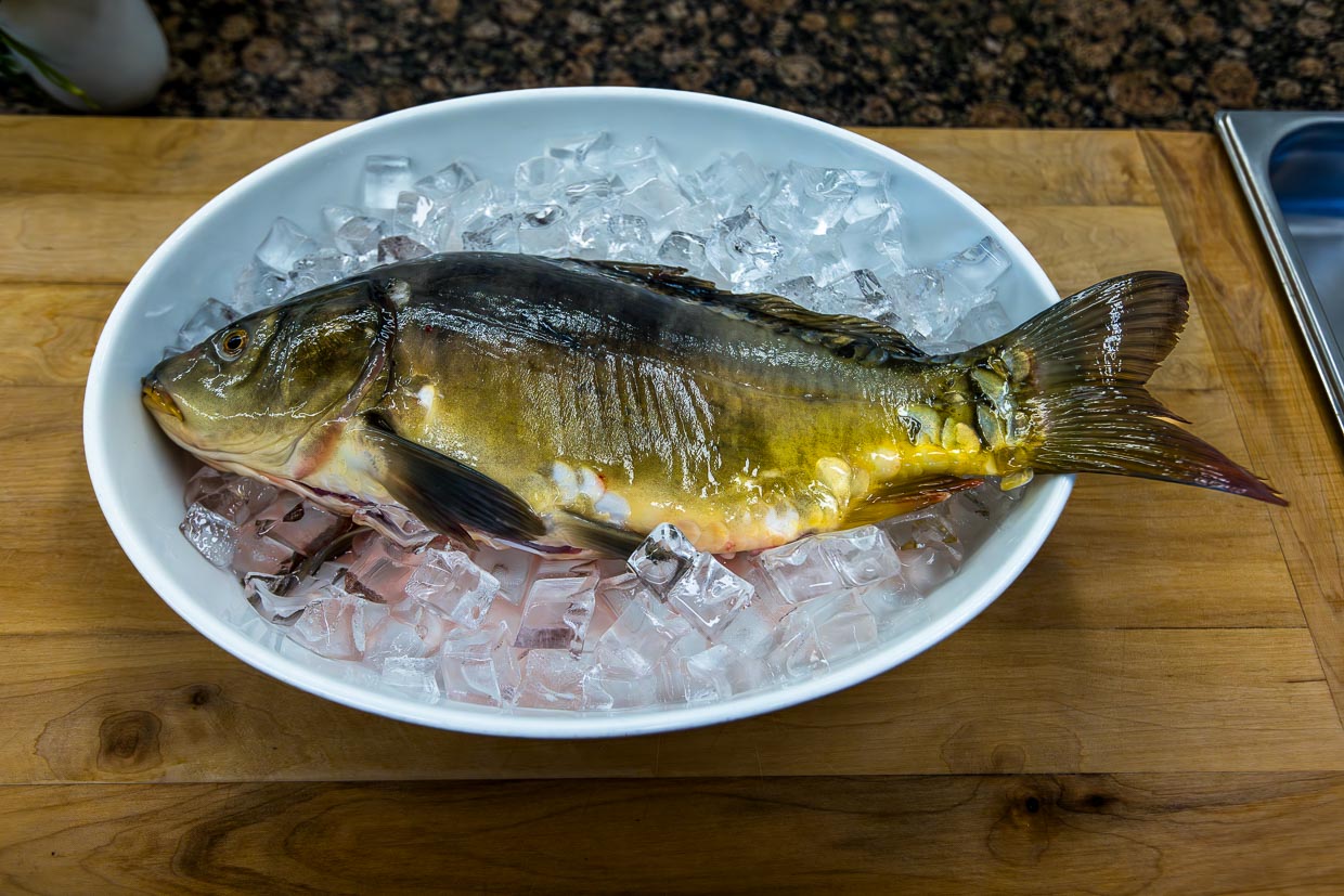 Frisch geschlachteter Spiegelkarpfen auf Eis / © Foto: Georg Berg