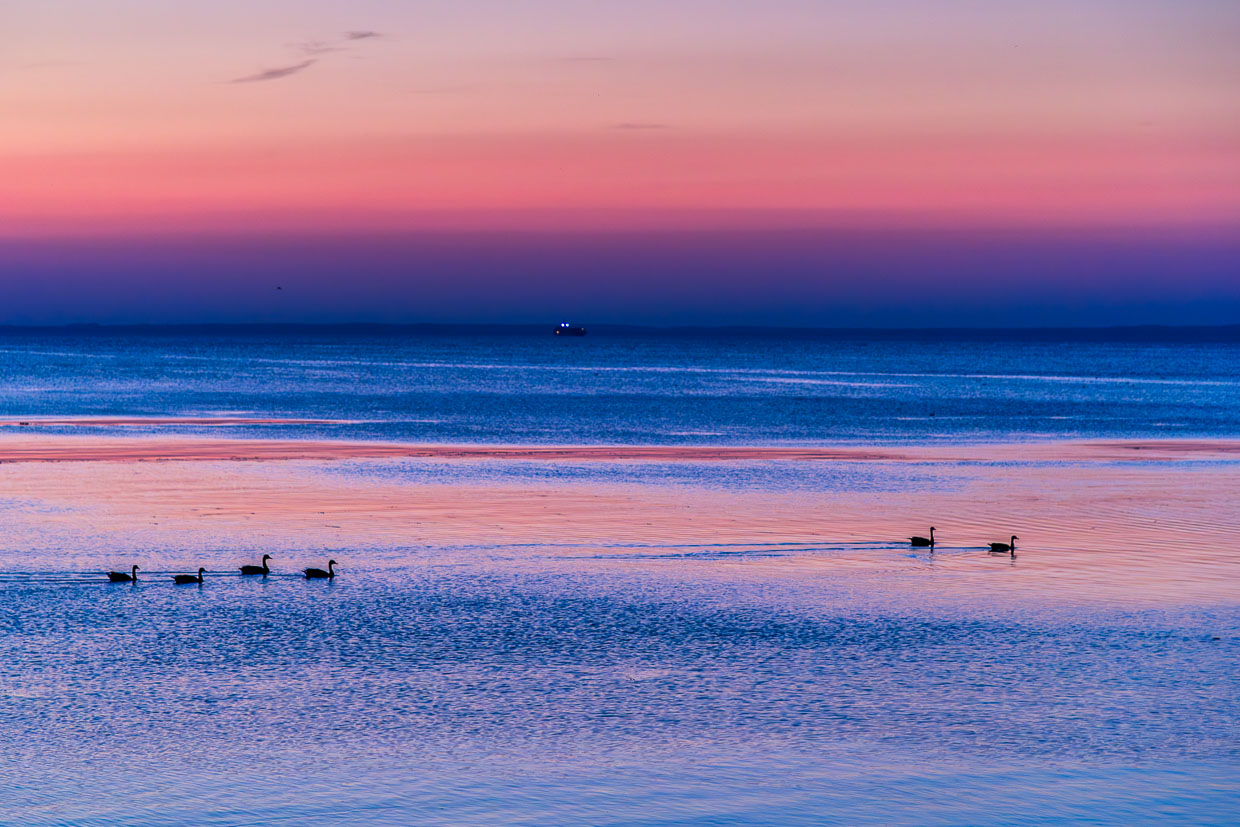 Puesta de sol en púrpura y rosa en el Öresund cerca de Landskrona, gansos salvajes nadando en el agua / © Foto: Georg Berg