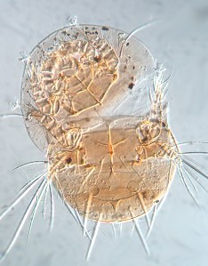 scutacarid from Crossocerus April 2015 A