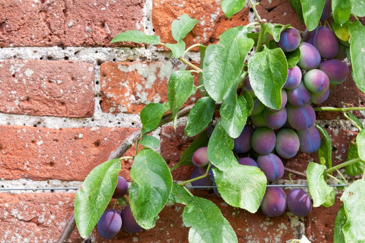 espalier grapes