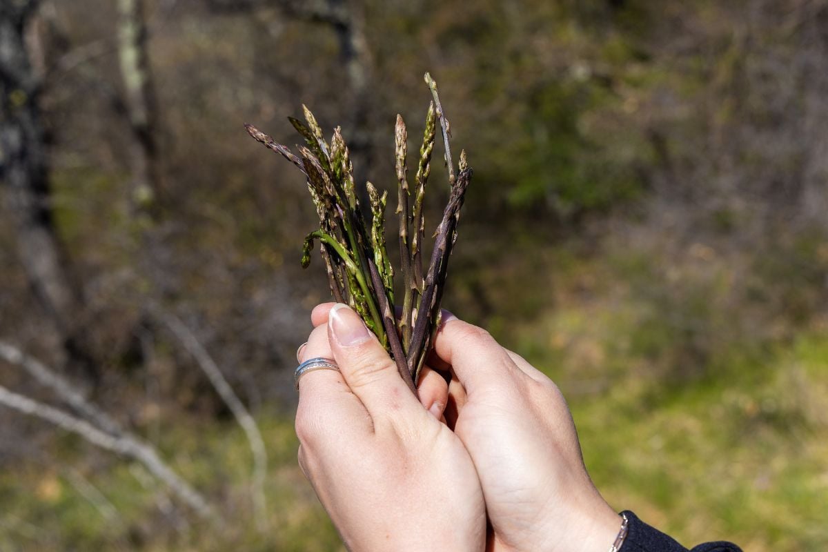 hands holding harvested wild asparagus