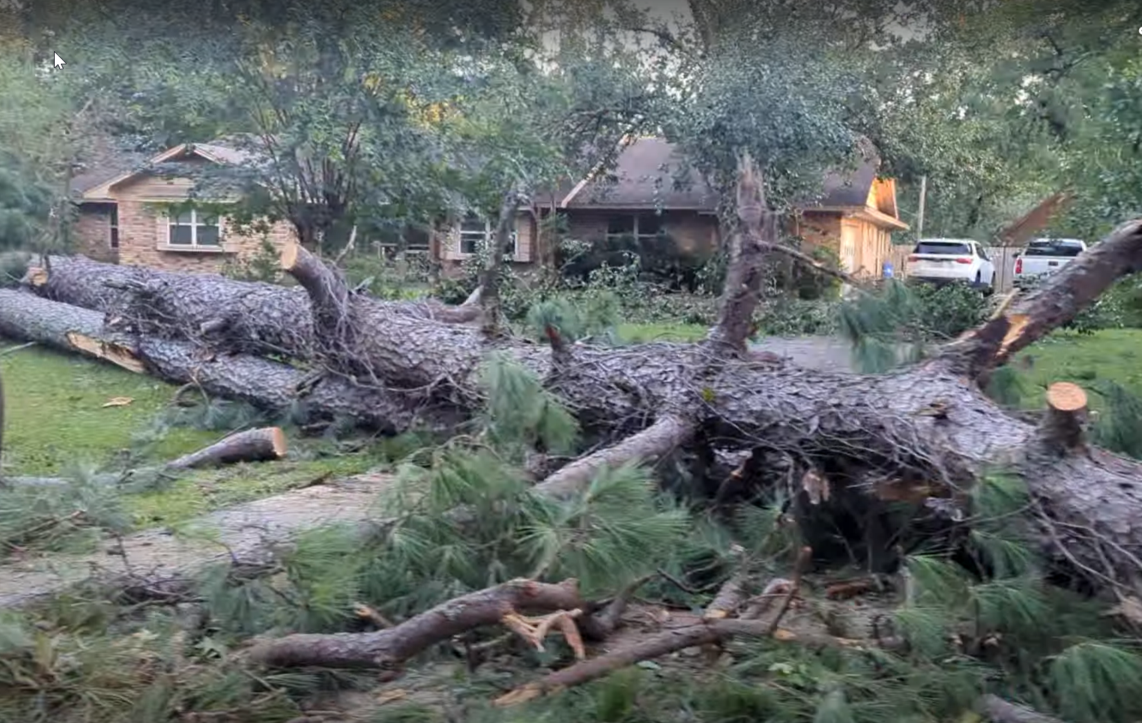 image: huge pine tree fallen in front yard