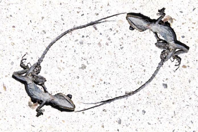 Dead lizard Dead Lizard in YinYang formation