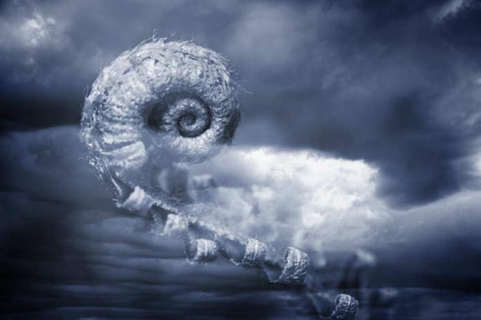 Fiddleback fern floating in a sea of clouds. Abstract photographic art. Fiddleback fern floating in a sea of clouds. Abstract art.