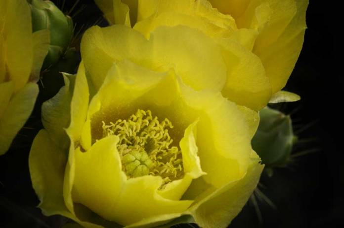 Prickly Pear blossoms appearing in late March, 2018, in the Rio Grande Valley, Texas. Prickly Pear blossoms appearing in late March, 2018, in the Rio Grande Valley, Texas.
