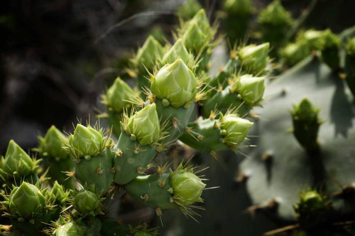 Prickly Pear blossoms appearing in late March, 2018, in the Rio Grande Valley, Texas. Prickly Pear blossoms appearing in late March, 2018, in the Rio Grande Valley, Texas.