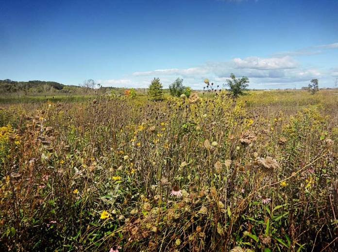 A field of wildflowers gone to seed near Montague, Michigan, USA. A field of wildflowers gone to seed.