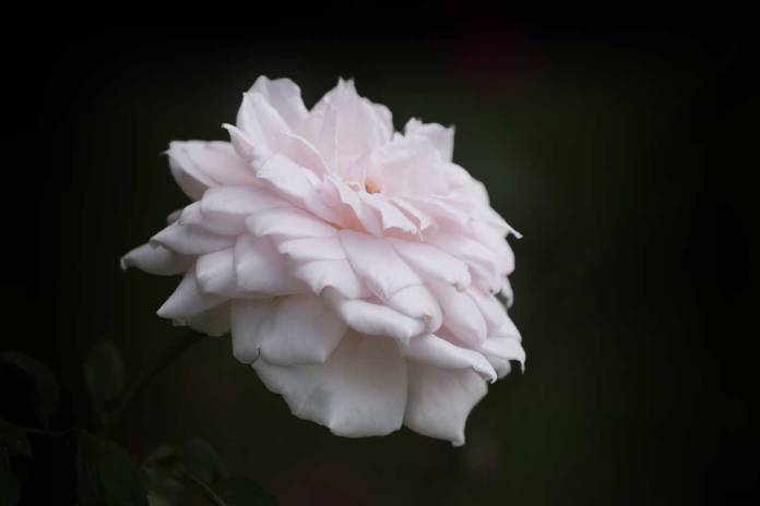 Photograph of a Quietness Buck Rose growing beside the Wilbourne Antique Rose Trail in Foley, Alabama. Photograph of a Quietness Buck Rose growing beside the Wilbourne Antique Rose Trail in Foley, Alabama.