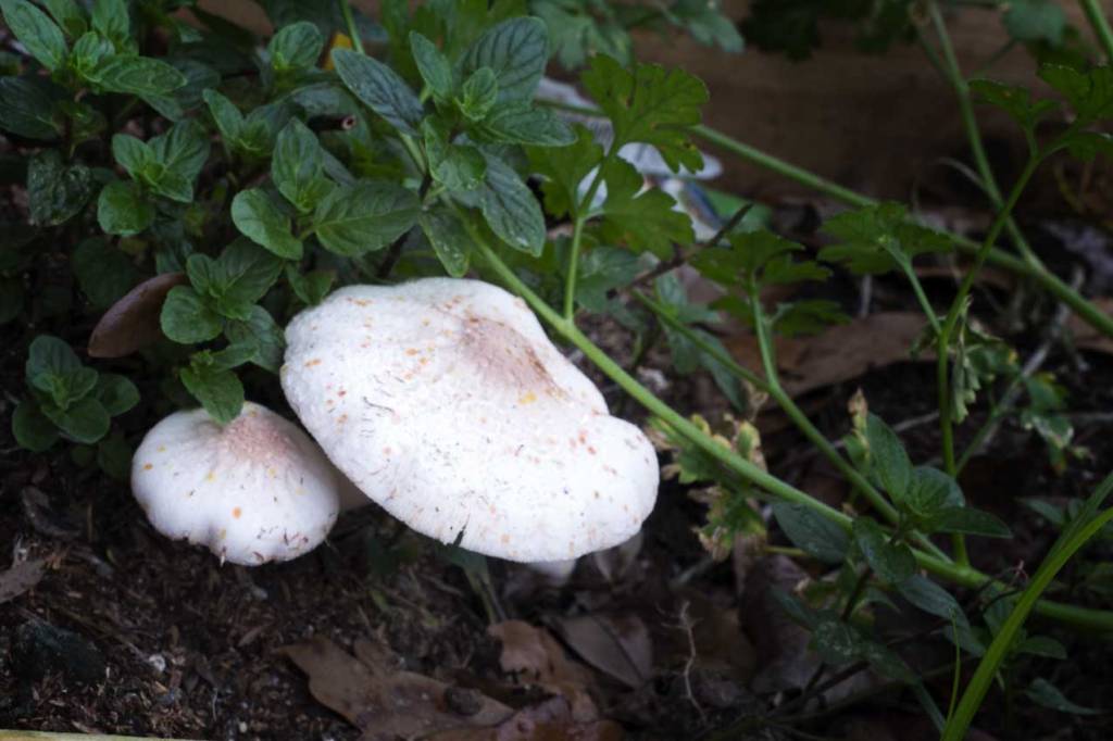 Mushrooms growing in a herb garden with mint and parsley. Mushrooms growing in a herb garden with mint and parsley.