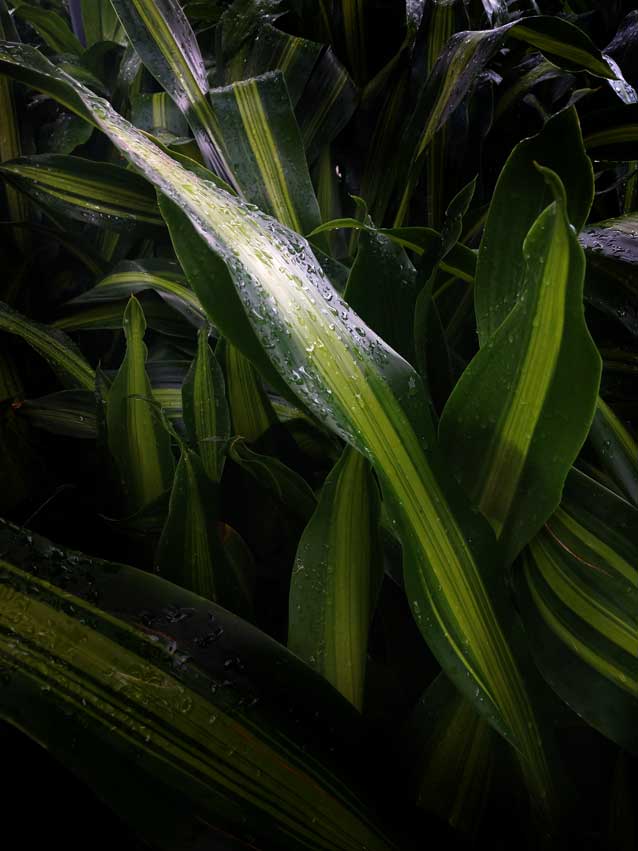Leafy plants after the rain.