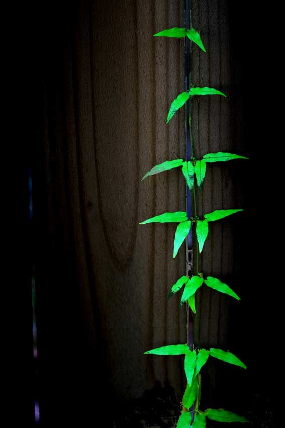 Vines climbing a fence