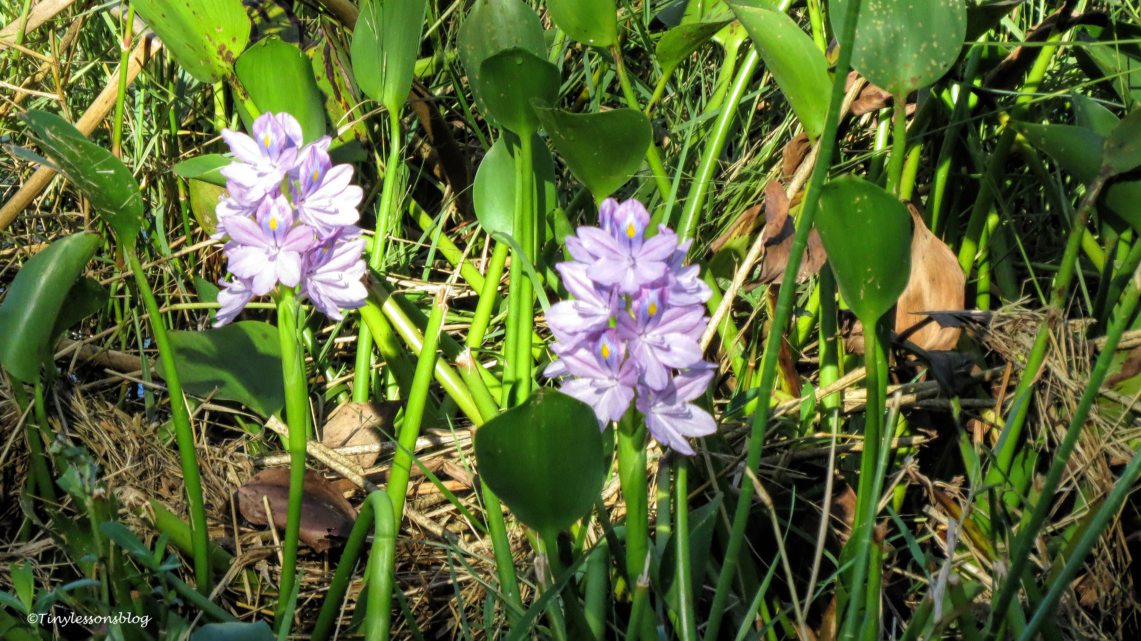 flowers at taylor park ud171