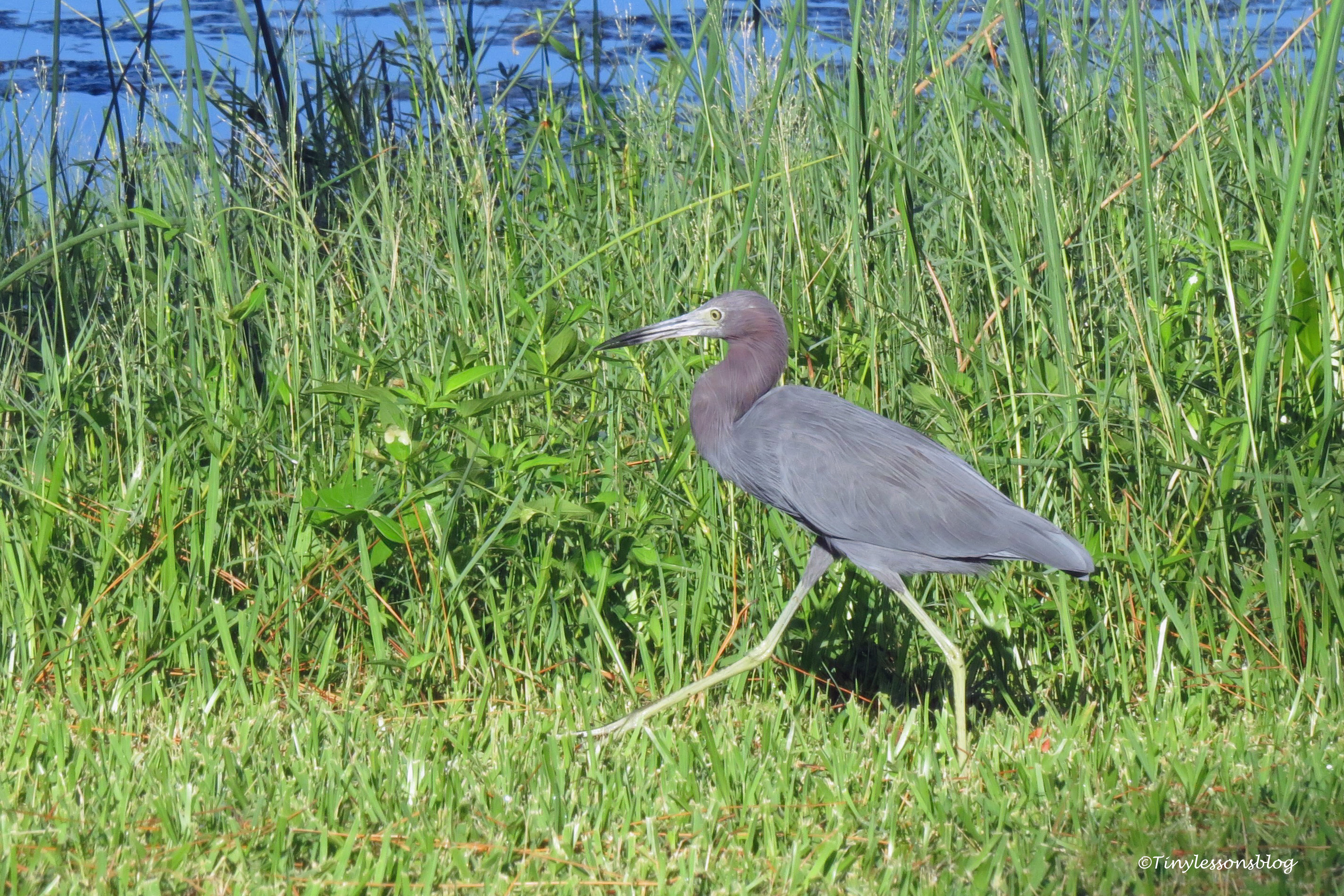 Little Blue Heron ud171