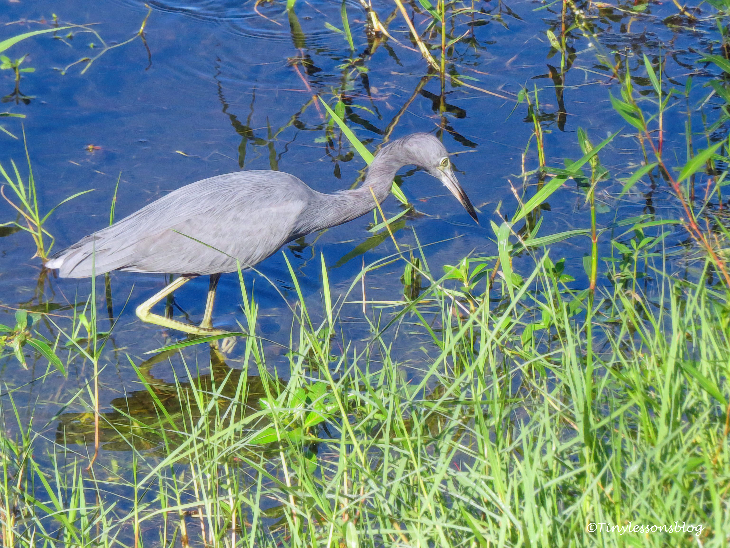 little blue heron ud172