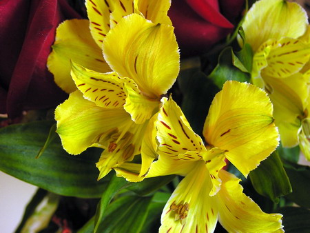 20090315tartenoire01 20090315tartenoire01