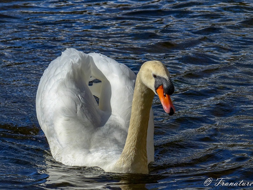 friendly swan (cob) swimming in a pond towards the camera