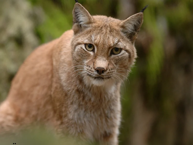 800×600 Vinter entré