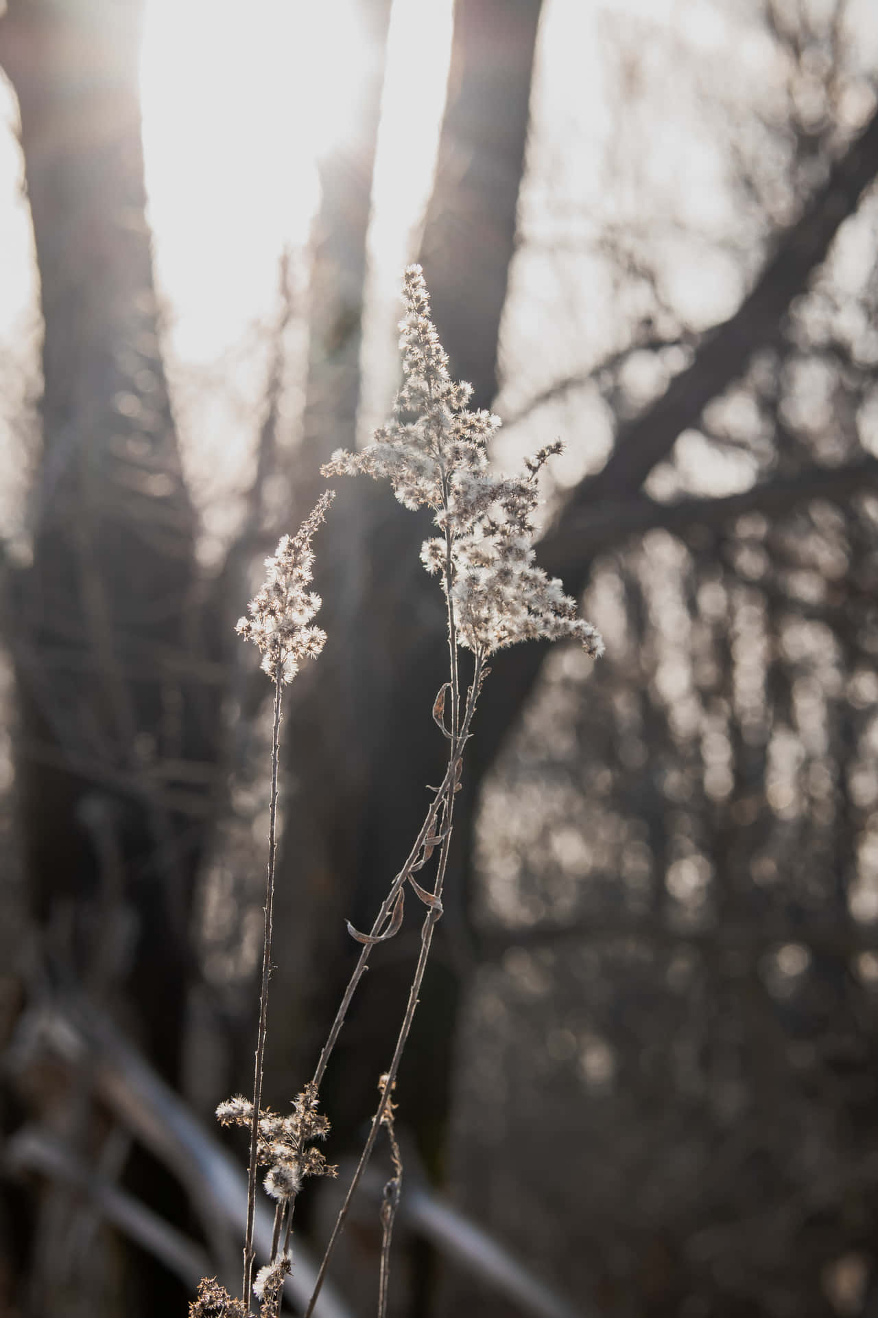 Bästanaturbakgrunden Av Snötäckta Vilda Blommor.