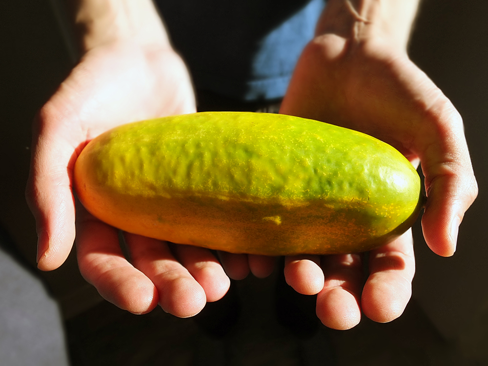A man's hands holding a Kheera Cucumber in the sunlight.