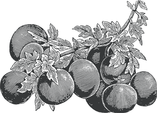 Vintage drawing of tomatoes.