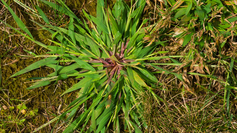 Close-up of crabgrass weed.