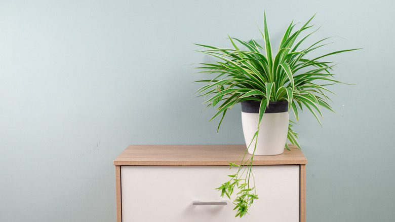 A spider plant thrives on a dresser.
