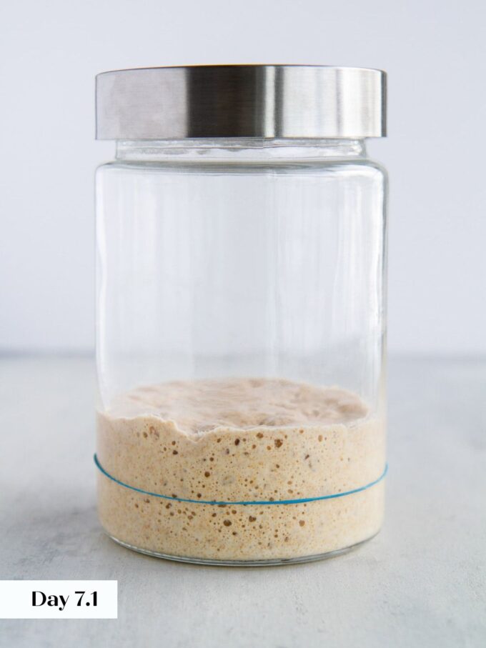 day 7 making sourdough starter glass jar viewed from side.