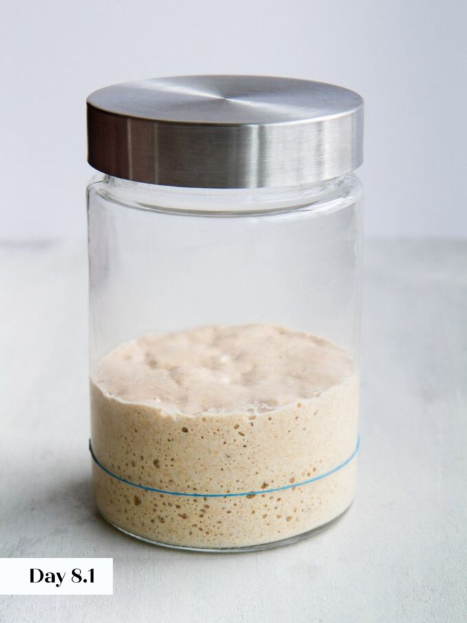 day 8 making sourdough starter glass jar viewed from side.