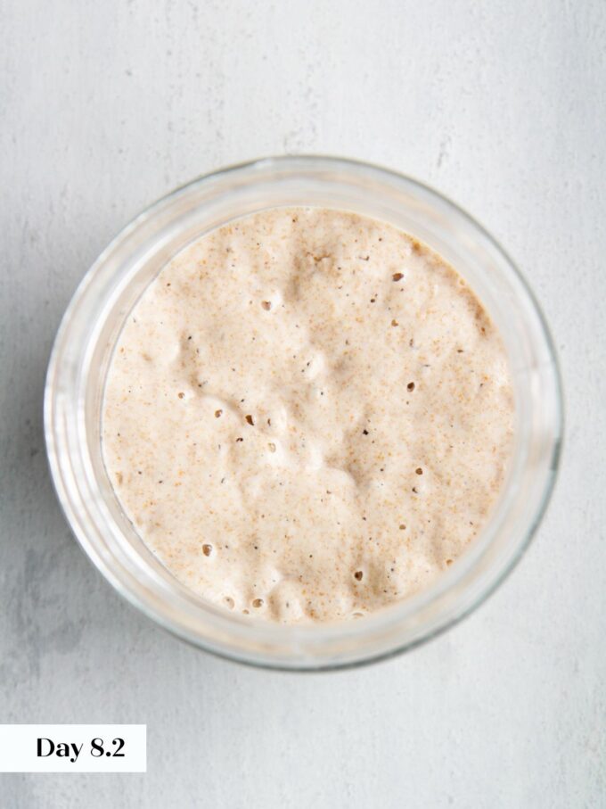 day 8 making sourdough starter glass jar viewed from top.