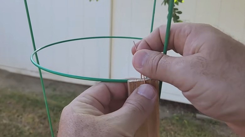 Hands attaching wood shim to a tomato cage