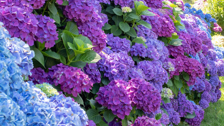 Hydrangea shrubs with bright purple and blue blooms.