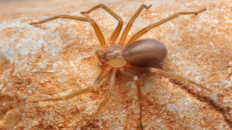 Brown recluse on a rock