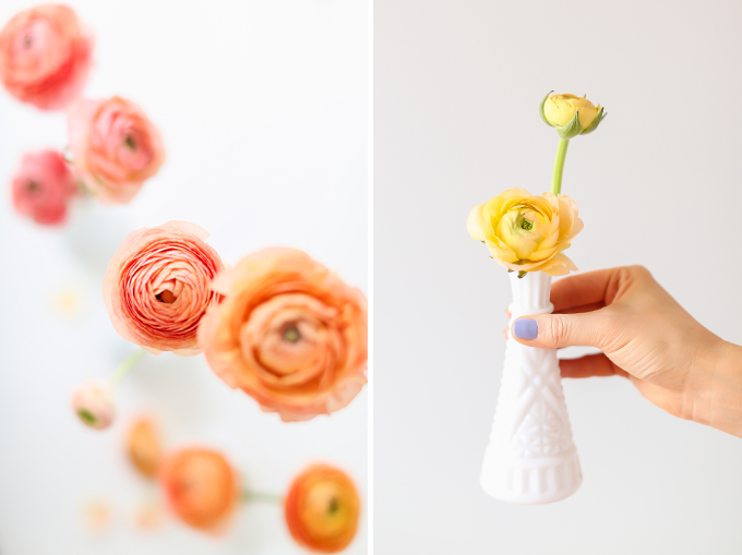 All About Ranunculus | Care & Conditioning Tips | Ombre Yellow to Pink Ranunculus on a White Background | JustineCelina.com