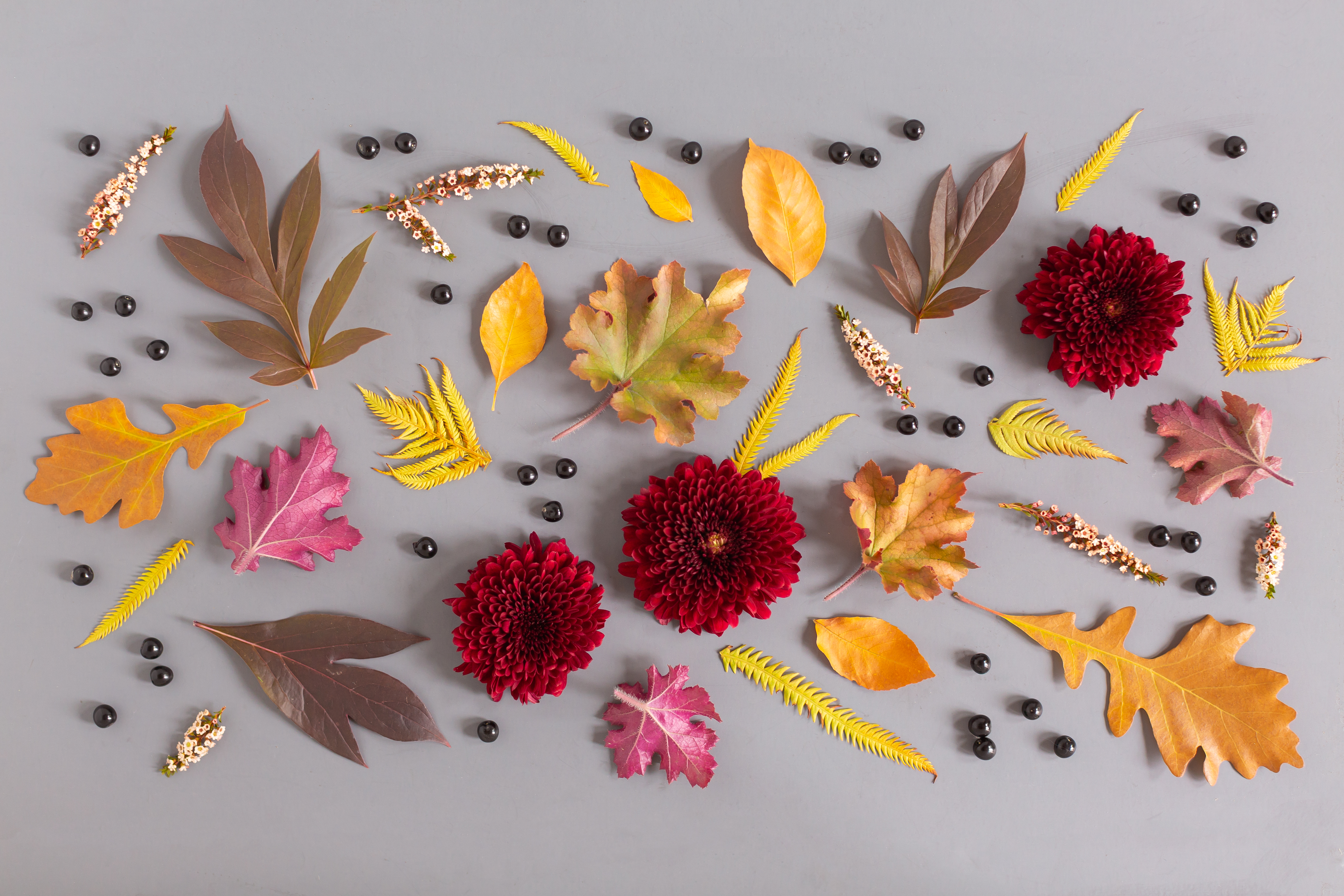 Digital Blooms November 2018 | Free Desktop Wallpapers for Fall with Mums, Thrytptomene and an array of foraged autumn leaves and berries | Pantone Fall / Winter 2018 Free Tech Wallpapers | Design 2 // JustineCelina.com x Rebecca Dawn Design