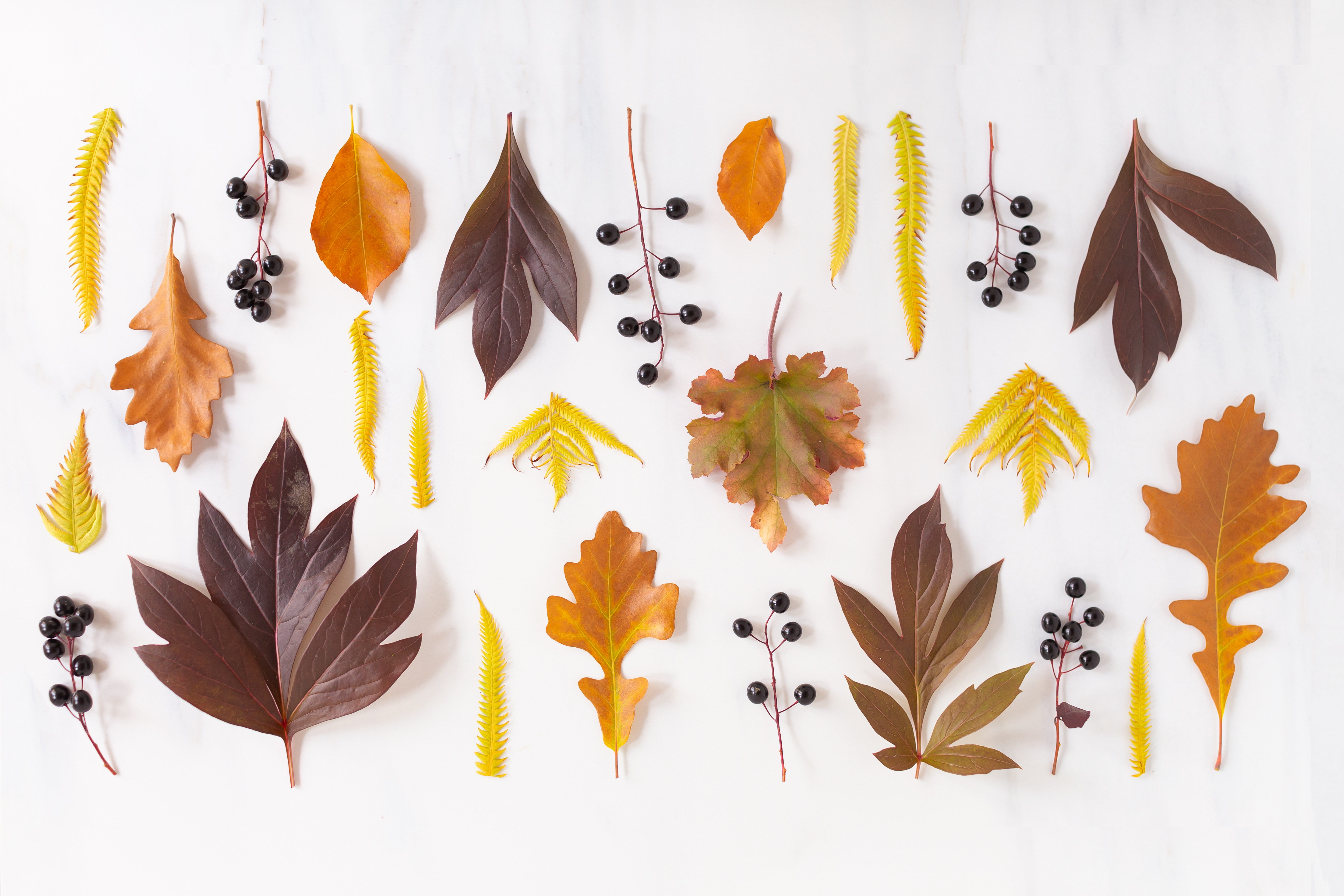 Digital Blooms November 2018 | Free Desktop Wallpapers for Fall with Mums, Thrytptomene and an array of foraged autumn leaves and berries | Pantone Fall / Winter 2018 Free Tech Wallpapers | Design 3 // JustineCelina.com x Rebecca Dawn Design