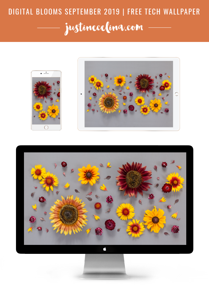 DIGITAL BLOOMS SEPTEMBER 2019 | FREE DESKTOP WALLPAPER | Free Summer / Fall 2019 Floral Desktop Wallpapers featuring Chianti and Little Becka Sunflowers, Rudbeckia,Β Strawflower, wild Firewheels and Barberry leaves on a moody grey background | Free Sunflower Floral Wallpapers for Summer and Autumn | Summer / Fall 2019 Tech Wallpapers | FREE Autumn Floral Wallpapers | The Best FREE Fall/Autumn Tech Wallpapers | Free Floral Tech Wallpapers Fall 2019 // JustineCelina.com