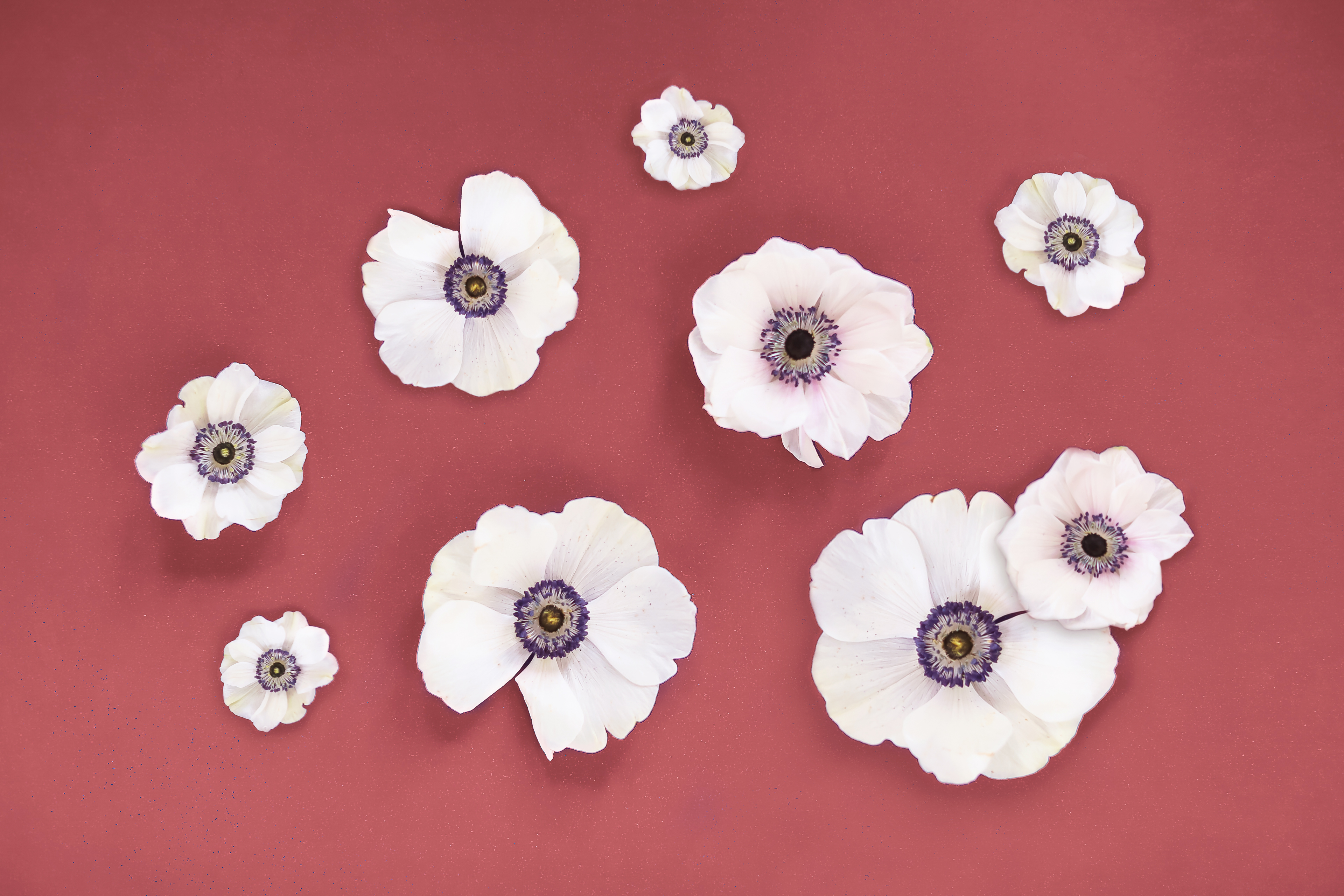 DIGITAL BLOOMS NOVEMBER 2019 | FREE DESKTOP WALLPAPER | Free Fall / Winter 2019 Floral Desktop Wallpaper featuring Panda Anemones on a marsala Background | Free Panda Anemones Floral Wallpapers for Fall / Winter | Winter 2019 Tech Wallpapers | FREE Fall / Winter Anemones Wallpapers | The Best FREE Fall/Winter Tech Wallpapers | Free Floral Tech Wallpapers Fall 2019 // JustineCelina.com