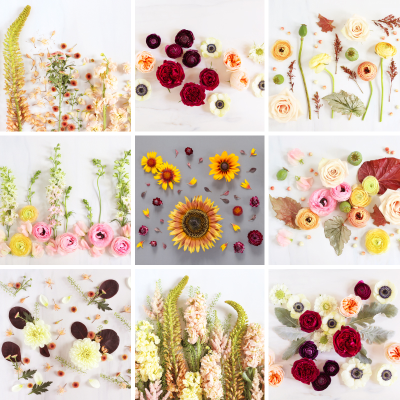 DIGITAL BLOOMS SEPTEMBER 2021 | SEPTEMBER DIGITAL BLOOMS ROUNDUP | 11 FREE DESKTOP WALLPAPERS | The Best of Justine Celinaβs September Digital Blooms | Best 2021 Free Tech Wallpapers | Best Summer/Fall Desktop Backgrounds | Desktop backgrounds September 2021 | Floral Wallpaper Blog | Free Computer Wallpapers | September Flower Wallpaper | Summer/Autumn Flower Wallpaper | Free Floral Wallpapers | Free Colorful Flower Wallpapers | Free Sunflower Wallpapers | Calgary Creative Lifestyle Blogger // JustineCelina.com