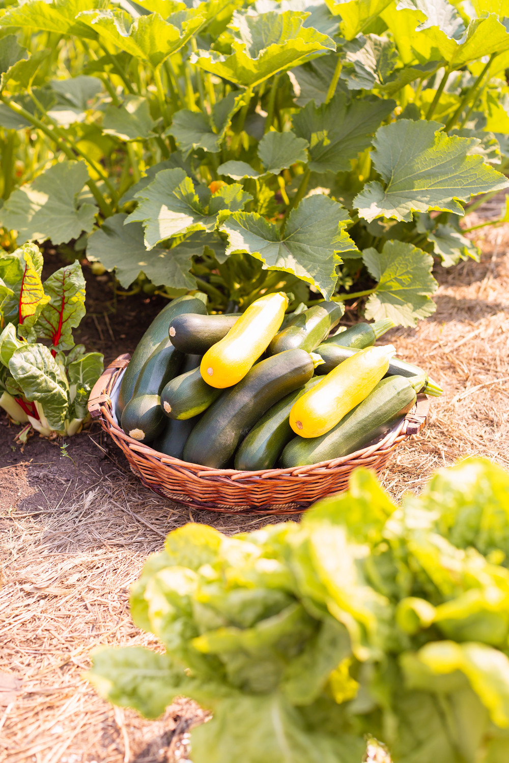 Cinnamon Raisin Zucchini Bread {Dairy Free, Gluten Free, Refined Sugar Free} | A large wicker basket full of yellow and green zucchini in an sunny country garden | Best Baking Recipes for Overgrown Garden Zucchini | What to do with large zucchini | July garden harvest | Zone 3b Garden | JustineCelinaβs Country Garden 2021 | Calgary Canada Plant Based Lifestyle and Garden Blogger // JustineCelina.com