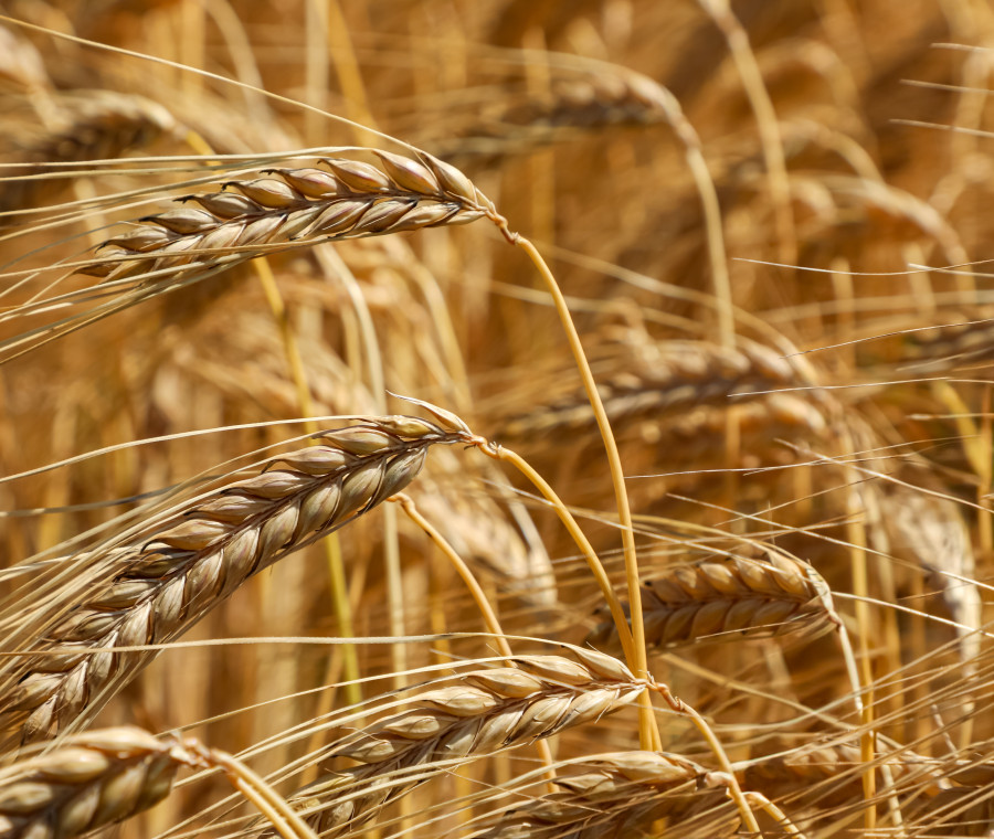 Cuore e glicemia: il cereale "povero"