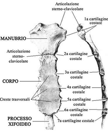 Sterno e cartilagini costali