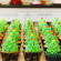 How to pipe Christmas Tree Forest Cupcakes How to pipe Christmas Tree Forest Cupcakes