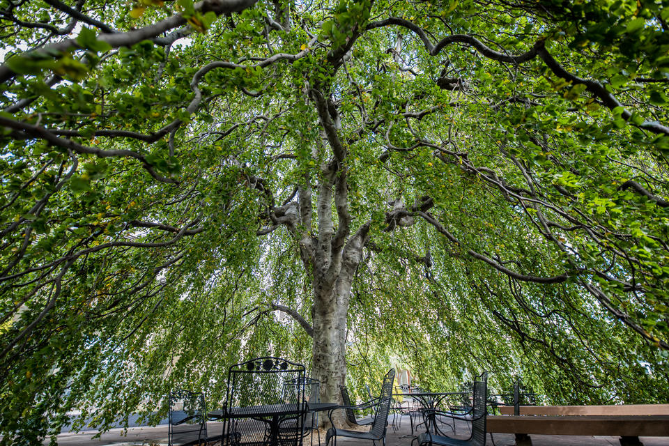 Picture underneath a big weeping willow tree