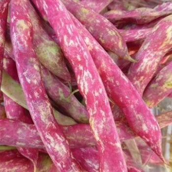 Dwarf Horticultural Bush Bean Seeds 1170