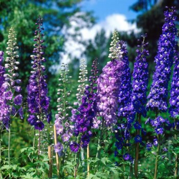 Pacific Giants Mixed Delphinium Seeds 6435
