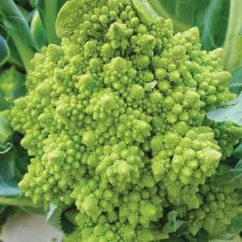 Romanesco Cauliflower Seeds (Aimers International) 2780