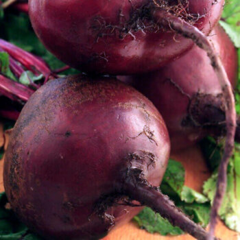 Early Wonder Organic Beet Seeds 4015