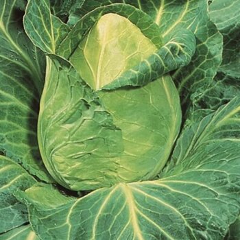 Early Jersey Wakefield Cabbage Seeds 1320